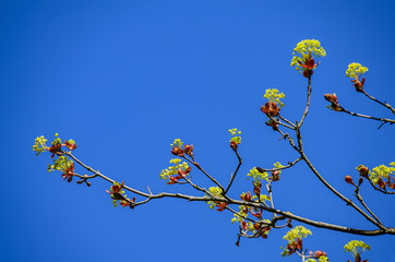 Blühender Spitz-Ahorn