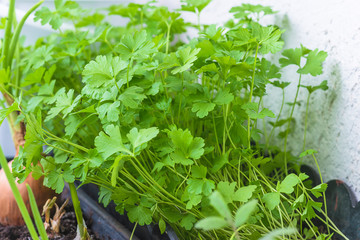 Parsley in the box. Home gardening concept