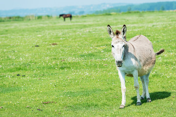 donkey in field - Powered by Adobe