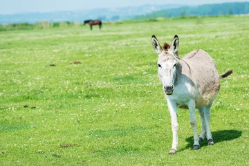 Deurstickers donkey in field © Avatar_023