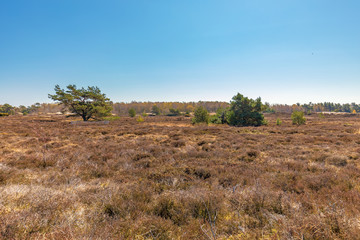 Obraz premium Die Dünenheide auf der Insel Hiddensee