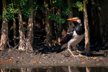 Image of Asian pied myna bird or pied starling (Gracupica contra)  on nature background. Bird. Animals.