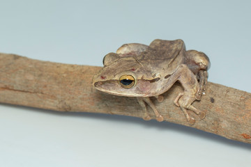 Image of Common tree frog, four-lined tree frog, golden tree frog, (Polypedates leucomystax) on a branch. Animal. Amphibians.