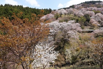 Fototapeta na wymiar 吉野山の桜