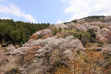 吉野山の桜