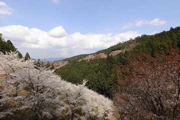 Fototapeta na wymiar 吉野山の桜