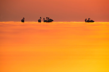 Greater Flamingos and dramatic hues during sunrise at Asker coast, Bahrain