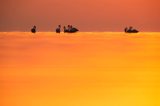 Greater Flamingos and dramatic hues during sunrise at Asker coast, Bahrain © Dr Ajay Kumar Singh