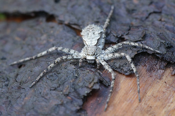 Philodromus margaritatus, known as lichen running-spider, a crab spider from Finland