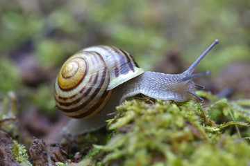Cepaea hortensis, known as white-lipped snail or garden banded snail