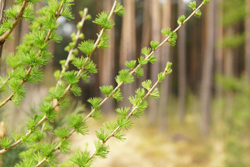 Larch in the spring forest