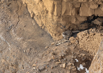 Mating pair of Snow leopards near a cave at Kibber, Spiti valley of Himachal Pradesh, India