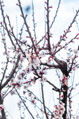 La primavera non aspetta