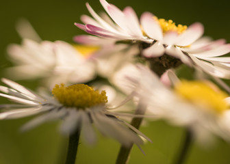 Obraz premium daisy flower closeup