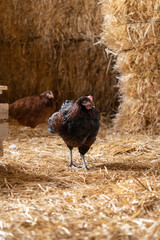 Gallo de color negro andando por el gallinero © Nacho