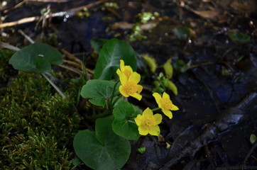 beautiful cowslip flowers bloming at spring