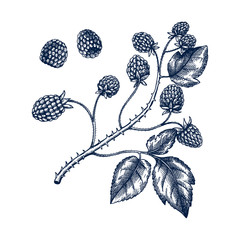 Hand drawn blackberries vector illustration in engraved style. Wild berries isolated on white background. Hand drawing. Vintage forest berry sketch. Blackberries plant outline. Healthy food ingredient