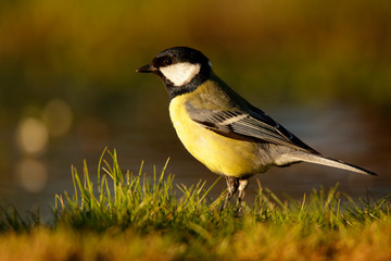 Great tit  - Parus major - carbonero común