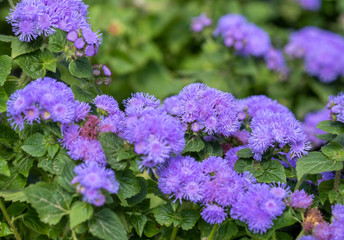 Ageratum houstonianum, commonly known as flossflower, bluemink, blueweed, pussy foot or Mexican...