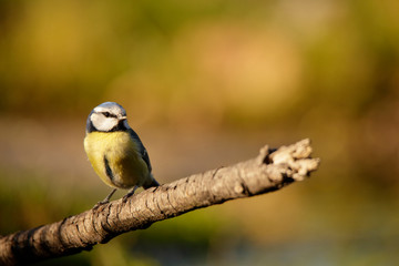 Obraz premium Cyanistes caeruleus - Cyanistes caeruleus - Herrerillo Común 
