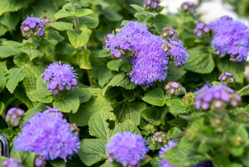 Ageratum houstonianum, commonly known as flossflower, bluemink, blueweed, pussy foot or Mexican paintbrush