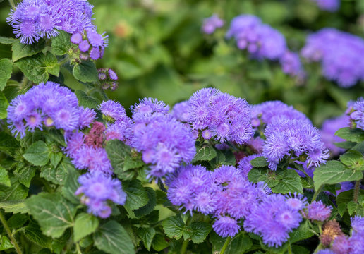 Ageratum houstonianum, commonly known as flossflower, bluemink, blueweed, pussy foot or Mexican paintbrush