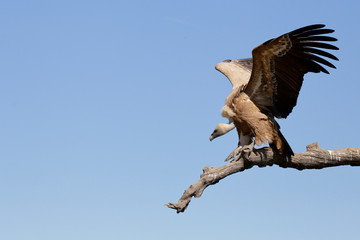 Griffon vulture - Gyps fulvus - Buitre leonado