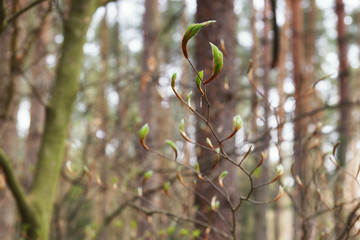 Young spring leaves in the forest