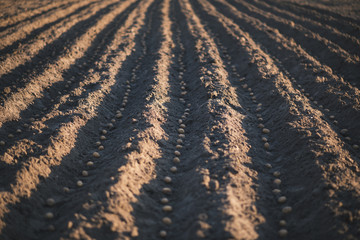 Rows of bio potatoes on a field. Concept of agriculture. Seasonal work on a field.