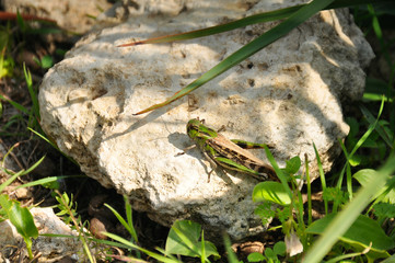 Green grasshopper sits on a rock. Animals, nature