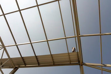 A man walking on metal roof with Light steel Truss and Frame construction.