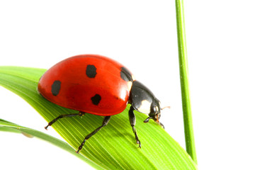 ladybug on grass © yellowj