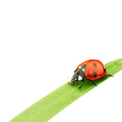 Fototapeta premium ladybug on grass
