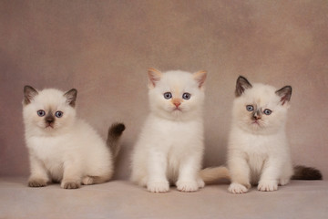 little british point kittens on a beige background