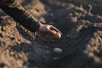 Man hand planting of potatoes into the ground. Seasonal work on a field. Rows of potatoes. Concept of agricultural.