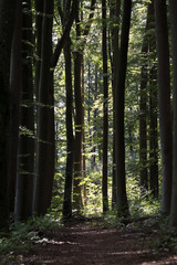 rural cart track through summer forest