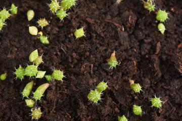 Fototapeta premium Close-up view of small cactus in flower pot