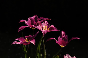 Tulipes