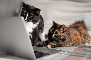 The cat is lying in front of the laptop and looking at the screen, and the second cat is sitting next to it, looking at something on the screen close