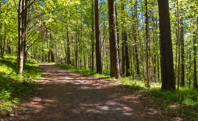 Trail in the woods in beautiful verdant Finnish forest.