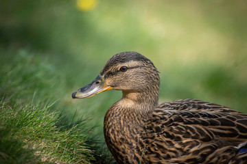 Birds and animals in wildlife. Amazing mallard duck swims in lake or river with blue water under sunlight landscape. Closeup perspective of funny duck.