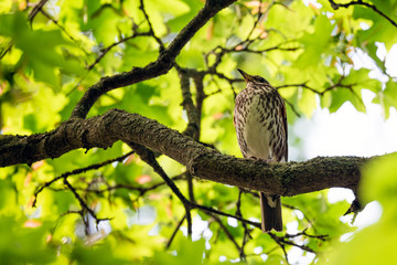 Redwing Turdus iliacus perched on tree branch.
