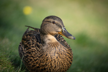 Birds and animals in wildlife. Amazing mallard duck swims in lake or river with blue water under sunlight landscape. Closeup perspective of funny duck.