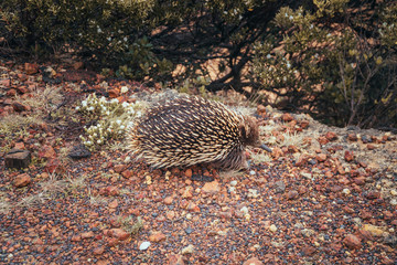 Brown Australian hedgehog. Cute hedge hog with spikes crawling around on the ground. Shot in Great ocean road, Melbourne, Australia.