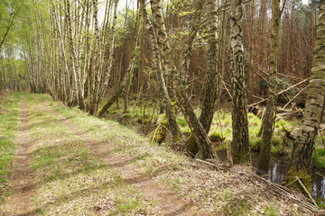 Birch path