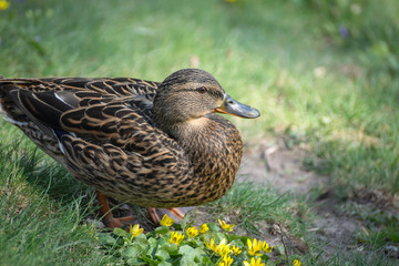 Fototapeta premium Birds and animals in wildlife. Amazing mallard duck swims in lake or river with blue water under sunlight landscape. Closeup perspective of funny duck.