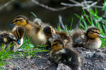 Ducklings #1