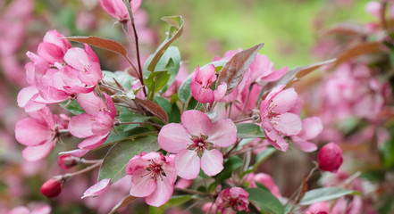 Beautiful Pink cherry flowers close up