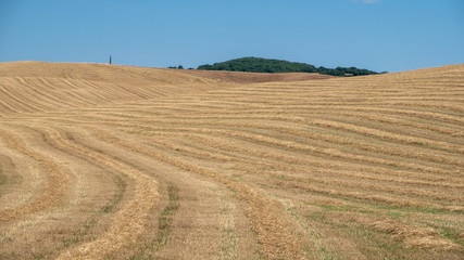 tipical Tuscan landscape with meadows and trees on a sunny summer day, Italy