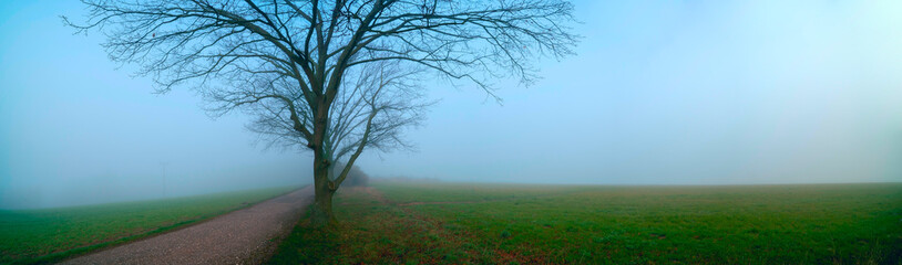Obraz na płótnie Canvas Panorama of a morning field in foggy weather